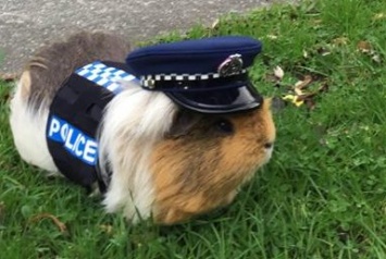 В полиции Новой Зеландии новый сотрудник - морская свинка