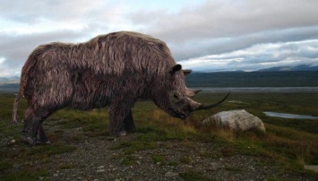 Ученые из Якутии начали исследования ископаемого шерстистого носорога