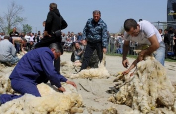 Жители Одесской области устроили первые в Украине соревнования по стрижке овец