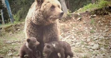 В Нацпарке "Синевир" впервые родились двое медвежат