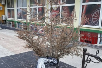 Фотофакт: 9-го мая пора выбрасывать новогоднюю елку