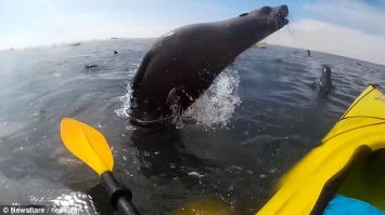 «Воздушный поцелуй»: выпрыгнувший из воды тюлень столкнулся с байдарочницей