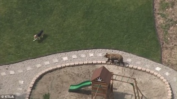 Размеры - еще не все: в Калифорнии бесстрашный пес прогнал со двора медведя