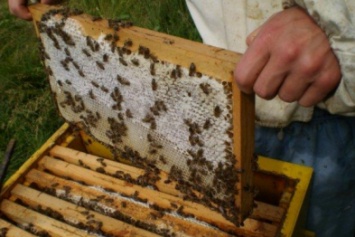 В Черниговской области массово гибнут пчелы