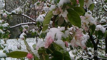 Заморозки нанесли плодово-ягодным культурам Крыма ущерб до 200 млн руб - власти
