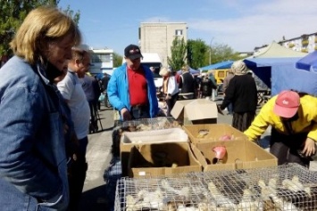 Пригеба: Ярмарке на ул. Маяковского в Северодонецке быть