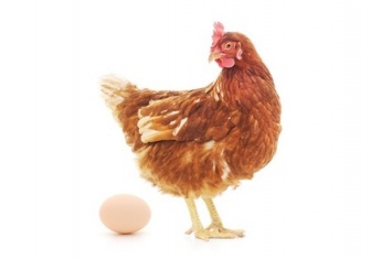 Ученые уверены, что яйцо появилось раньше курицы
