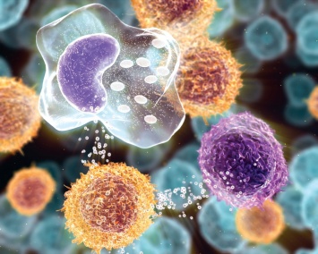 Ученые раскрыли механизм работы Т-клеток в имунной системе