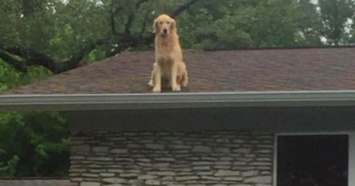 Семья устала объяснять соседям, что их собака делает на крыше. Тогда они поставили у дома эту табличку