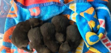 Мужчина думал, что нашел 5 щенят, но вскоре выяснилось, что их мамой была вовсе не собака