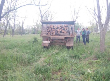 Под Болградом незаконно вырубали деревья и вывозили их на грузовике