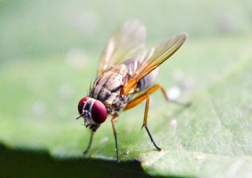 Ученые рассказали, почему плодовые мухи никогда не теряются в пространстве
