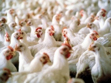 Украина подала в МЭБ отчет об оздоровлении территории от гриппа птицы