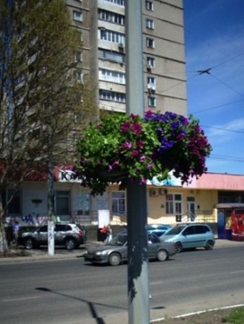 Более 500 цветочных подвесных чаш украсят Одессу этим летом