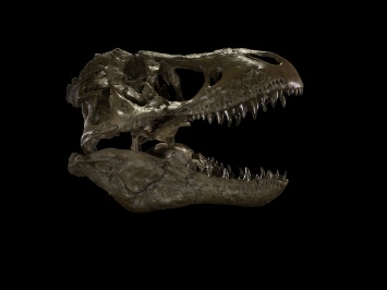 Силу укуса тираннозавра измерили в килоньютонах