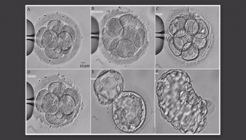 Стеклообразная жизнь: витрификация поможет сохранить эмбрионы на века
