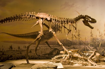 Ученые подробно рассказали, как тираннозавр крушил кости жертв
