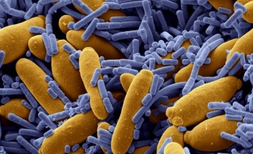 В клиниках США начали распространяться неизвестные супербактерии