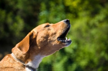 Ученые: Собаки умеют говорить с людьми
