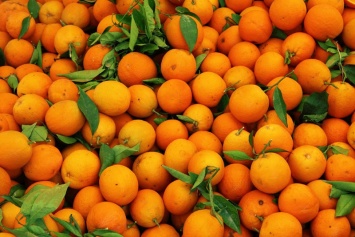 Ученые разработали препарат для защиты апельсинов от вирусов