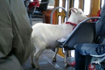 Жителей Одессы удивила белая коза в трамвае (ФОТО)