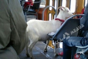 В одесском троллейбусе прокатились пони и козы (фото)