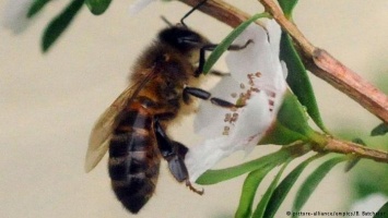 Эксперты предупреждают: пчелы находятся под угрозой исчезнования