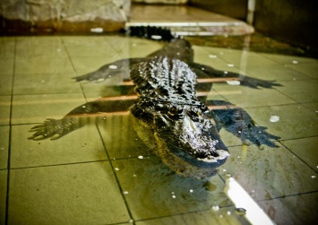 Ко дню рождения аллигатора Васи в Николаевском зоопарке объявили конкурс