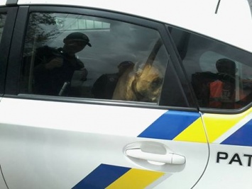 В Днепре выявили необычного "угонщика" полицейского авто (Фото)