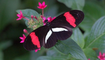Ученые открыли бабочек, самки и самцы которых видят мир по-разному