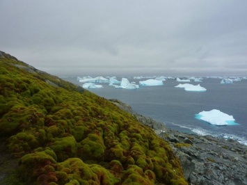 Глобальное потепление: на Антарктиде стремительно распространяется растительность