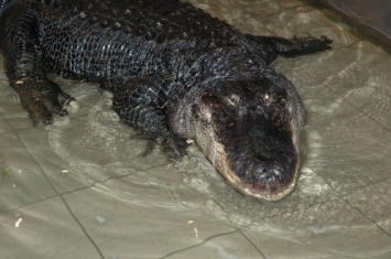 Николаевский крокодил Вася отметит 70-летие