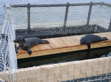 Ученые Мурманска рассказали, как делают из тюленей спасателей и разведчиков