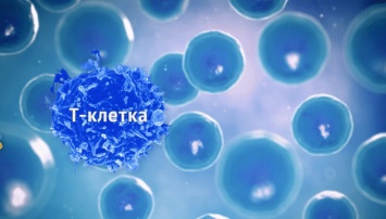 Ученые открыли антитело, заставляющее иммунитет убивать рак