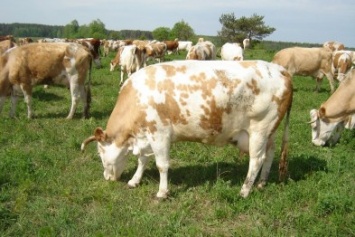 В Черниговской области скоро будет еще больше молока. Уникальные коровы уже есть