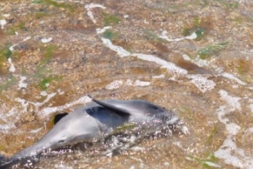 В Черноморке спасали зубатого кита: телефоны помощи морским млекопитающим (фото)