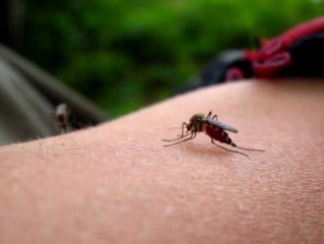 Как побороть зуд от комариного укуса