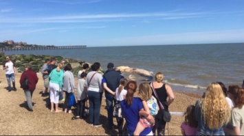 В Британии три кита выбросились на пляж