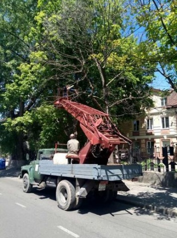Горзелентрест продолжает работы по омоложению деревьев Одессы. Фото