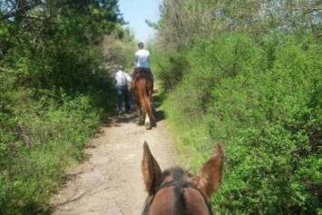 Чем заняться в Запорожье: покататься на лошадях
