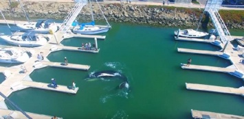 11-метровый горбатый кит застрял в гавани (видео)
