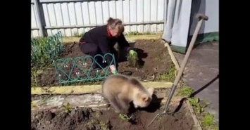 В России умиляются видео медвежонка, копающего ямки под картошку