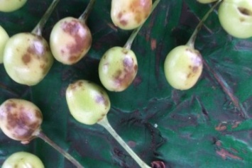 Урожай крымских фруктов пострадал от сильного града (ФОТО)