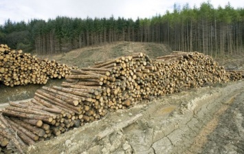 В Киевской области запускают пилотный проект по созданию геопортала вырубки лесов