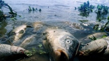 В реке Тернопольской обл. массово погибла рыба по вине предпринимателя, выбросившего в воду хлорную известь