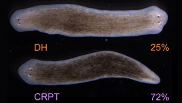 Американские биологи вырастили первого "двуглавого червя"