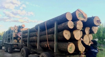 В Одесской области директор лесхоза организовал схему незаконной вырубки и продажи леса