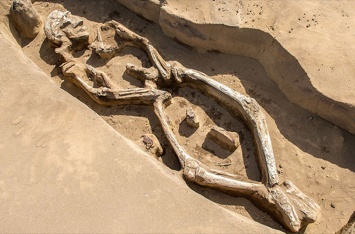 В древнем захоронении в Приморье найден скелет-«танцор»