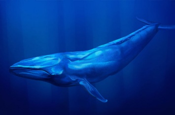 Ученые объяснили, как киты стали такими большими