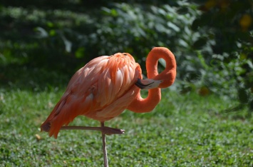 Ученые выяснили, почему фламинго стоят на одной ноге